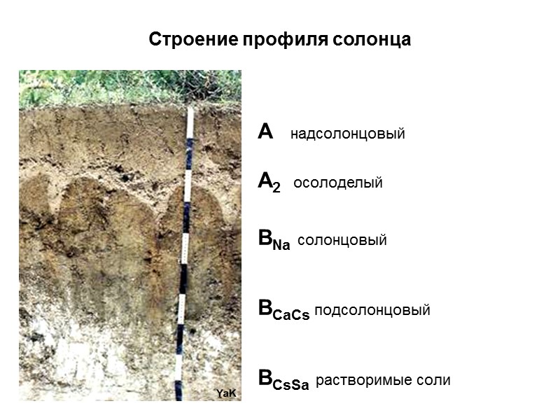 Строение профиля солонца A   надсолонцовый  A2    осолоделый 